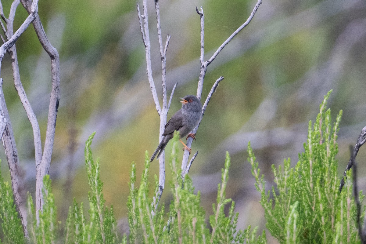 Marmora's Warbler - ML637785046