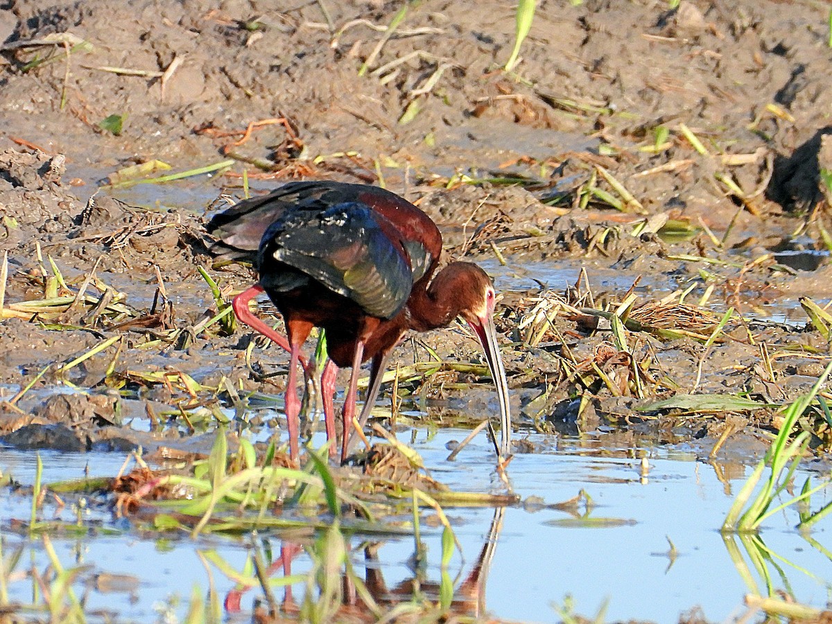 White-faced Ibis - ML637785048