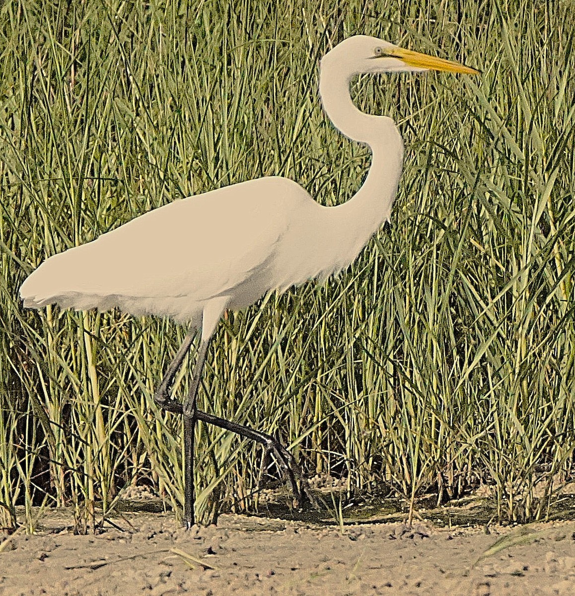Great Egret - ML637785049