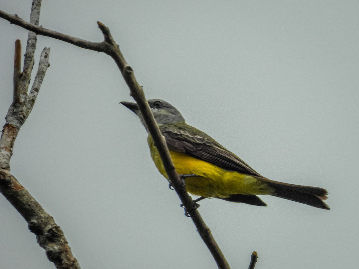Tropical Kingbird - ML637785050