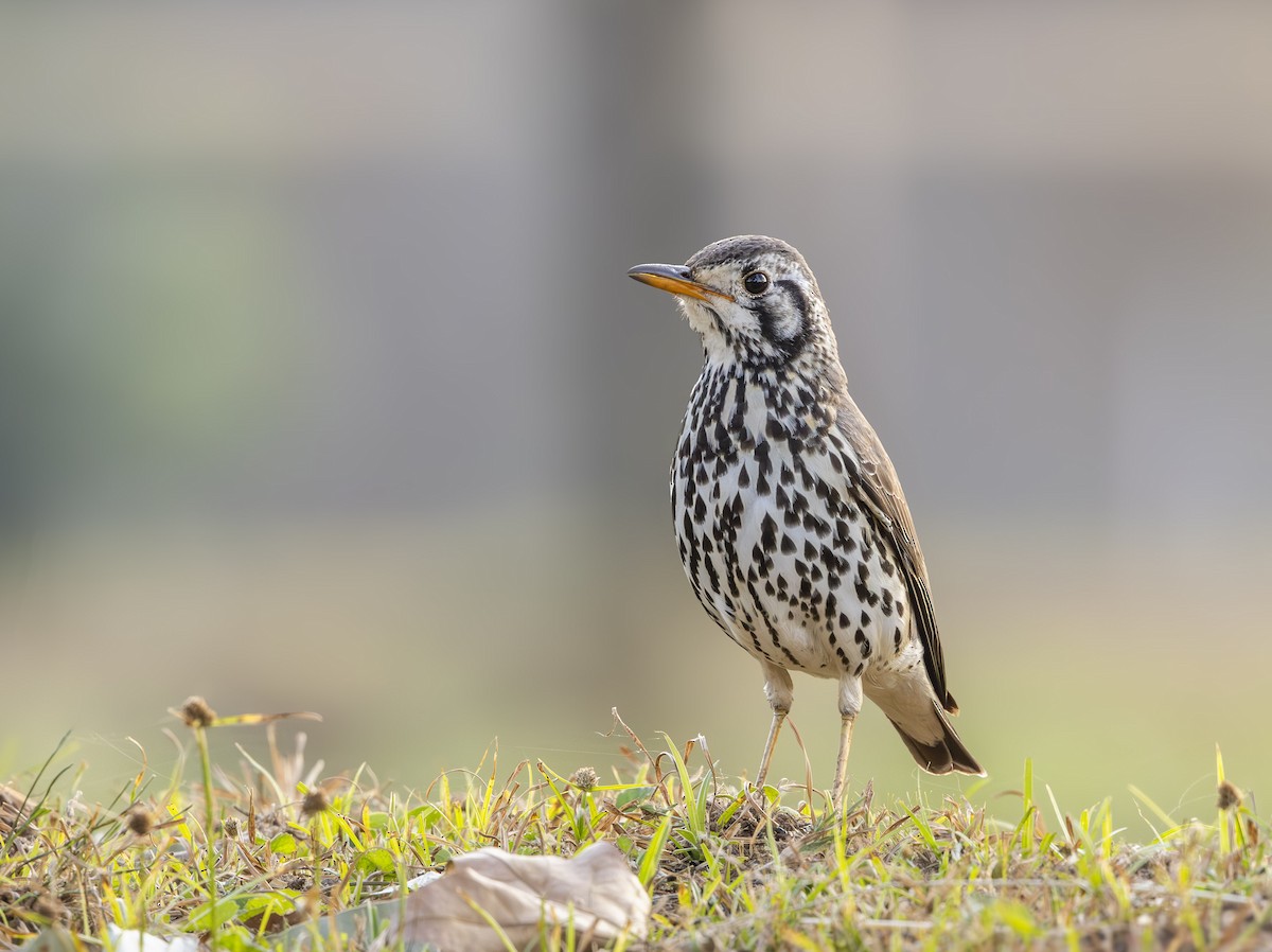 Groundscraper Thrush - ML637785051