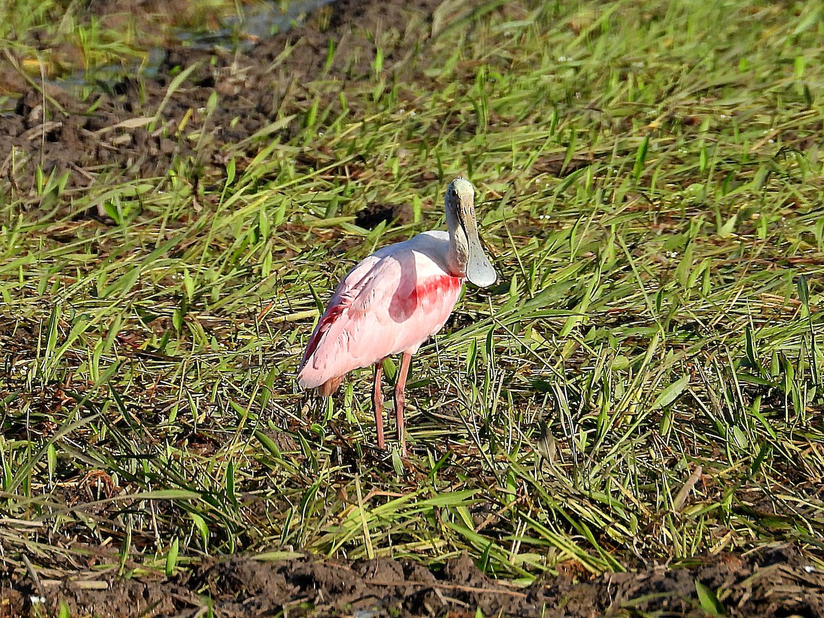 Roseate Spoonbill - ML637785052