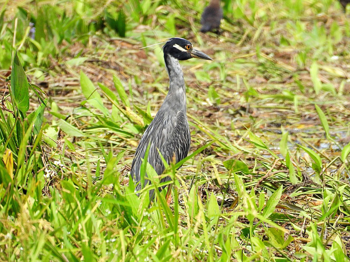 Yellow-crowned Night Heron - ML637785054