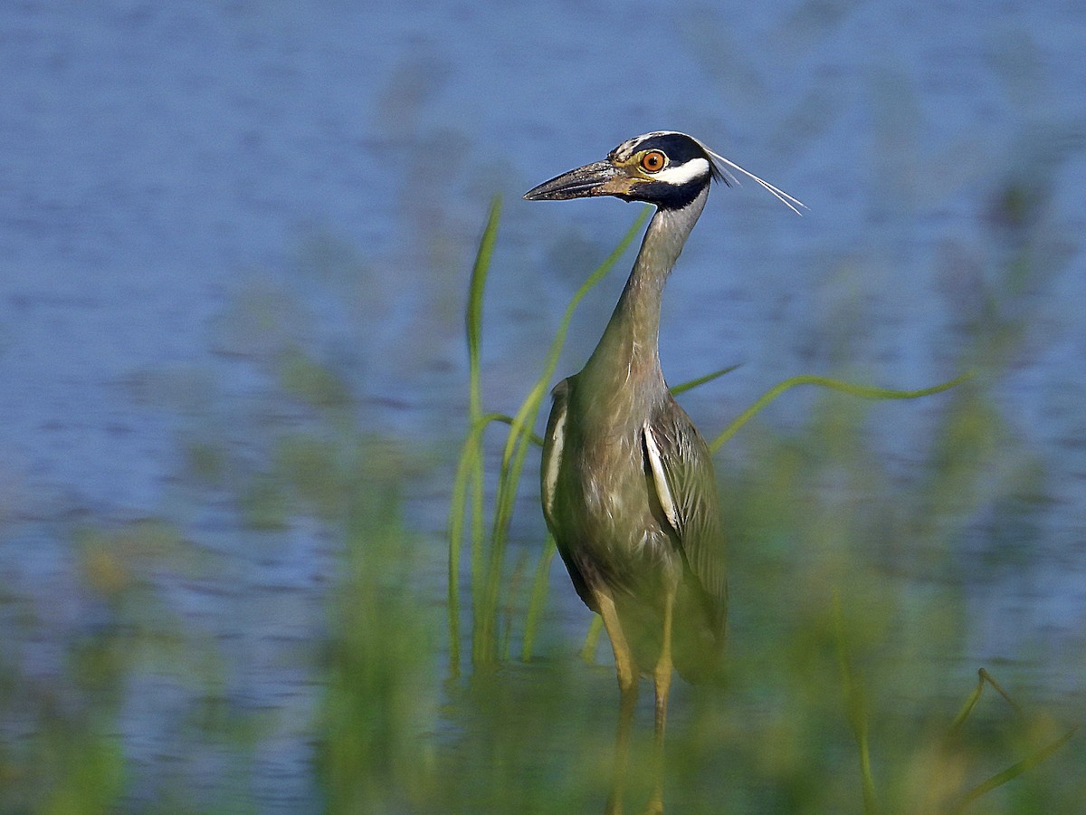 Yellow-crowned Night Heron - ML637785056