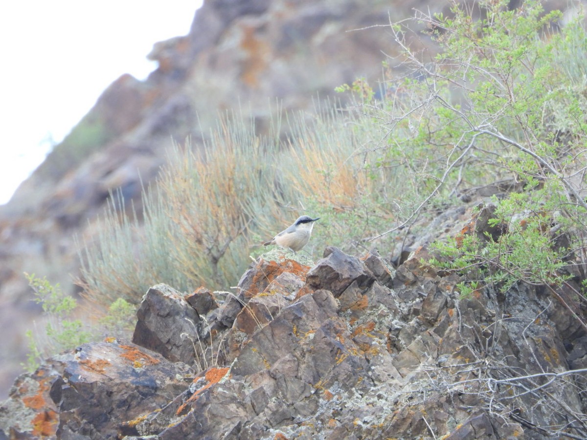 Eastern Rock Nuthatch - ML637785057