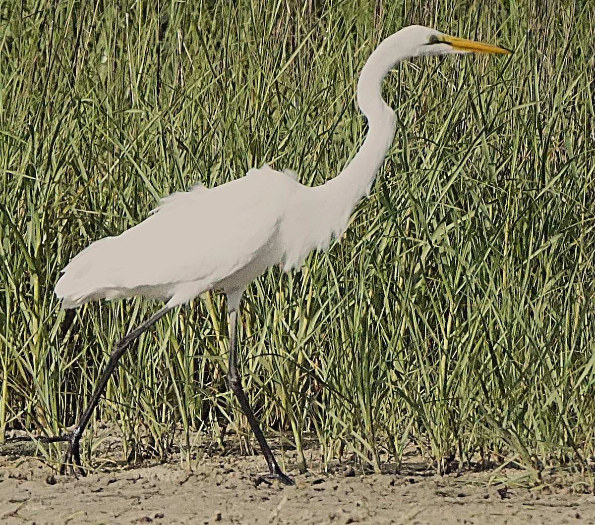 Great Egret - ML637785058