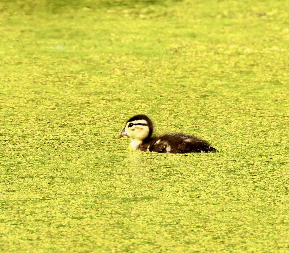 Wood Duck - ML637785059
