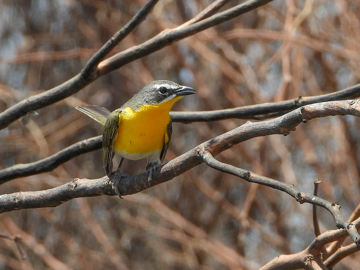 Yellow-breasted Chat - ML637785061