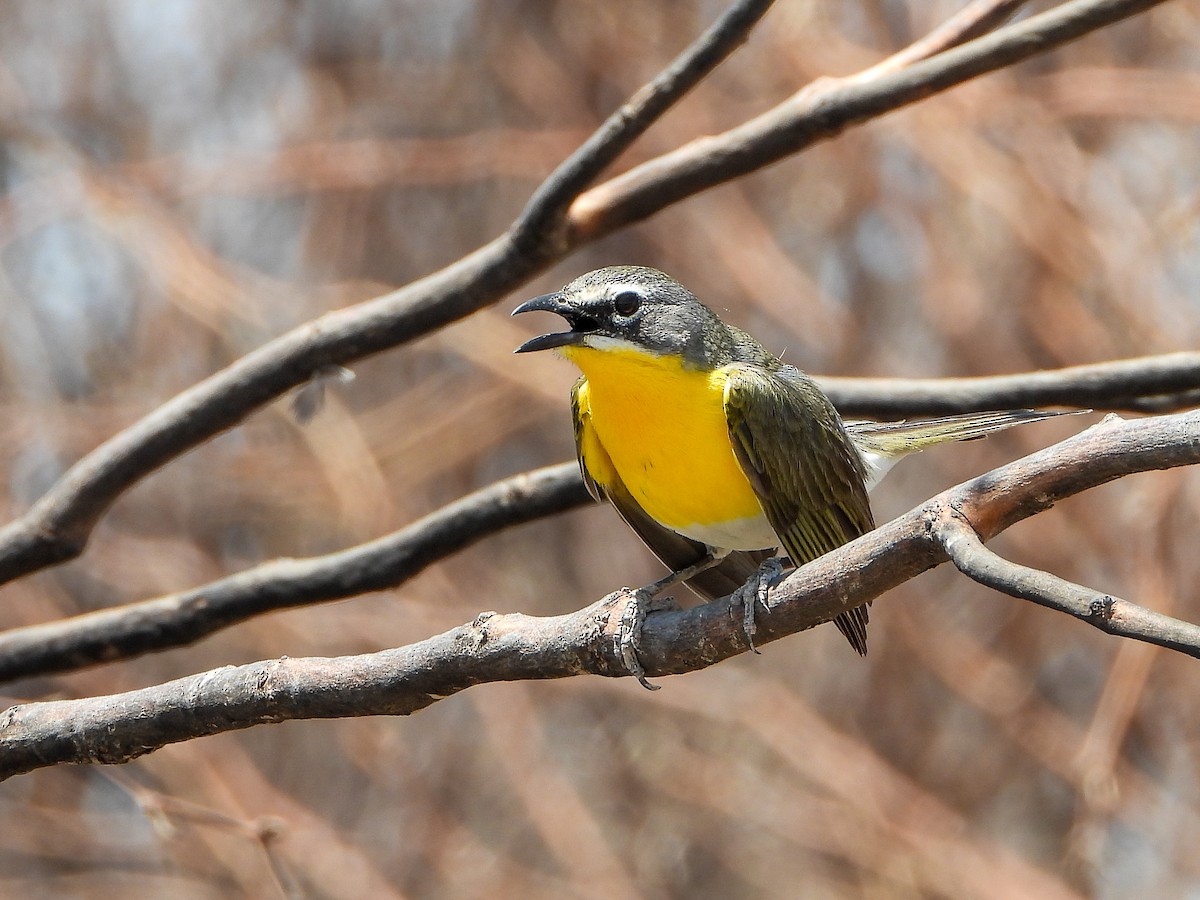 Yellow-breasted Chat - ML637785062