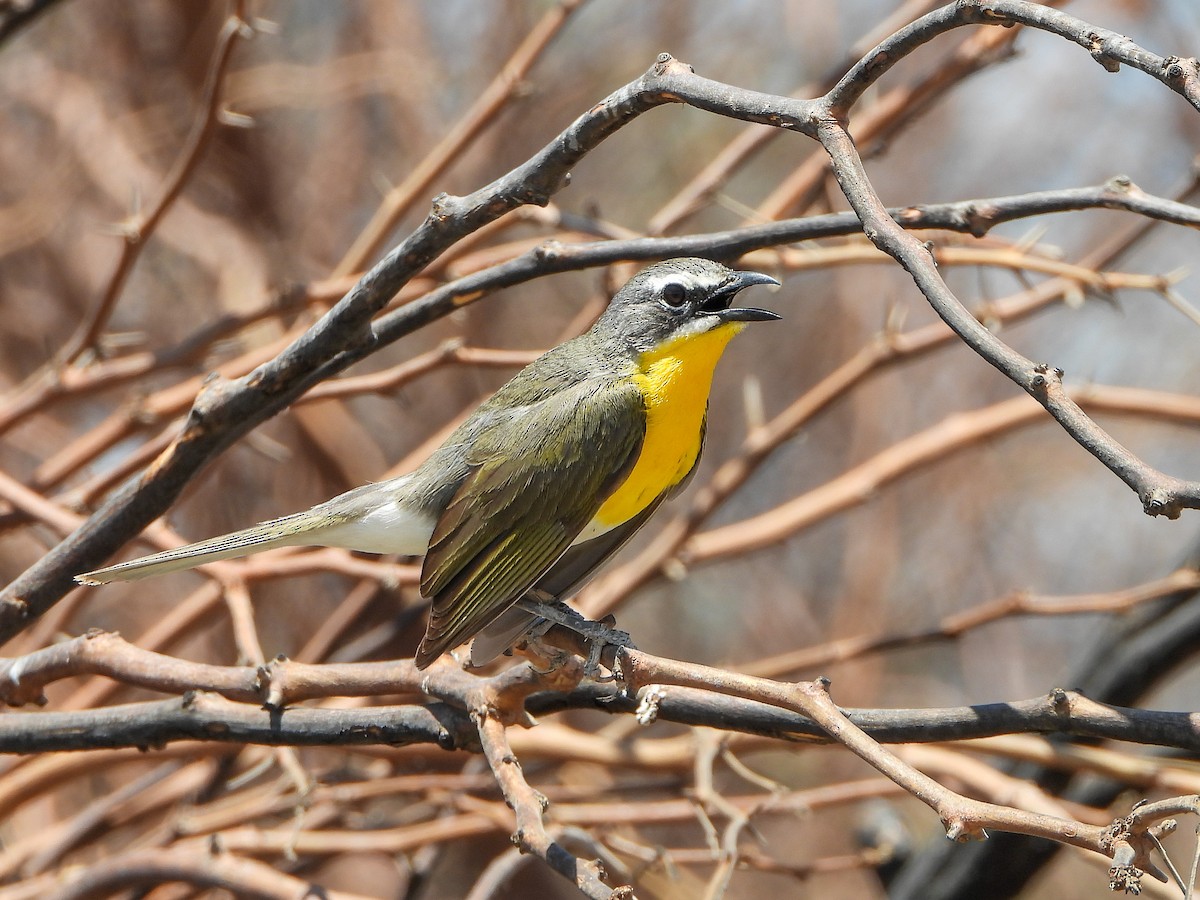 Yellow-breasted Chat - ML637785064