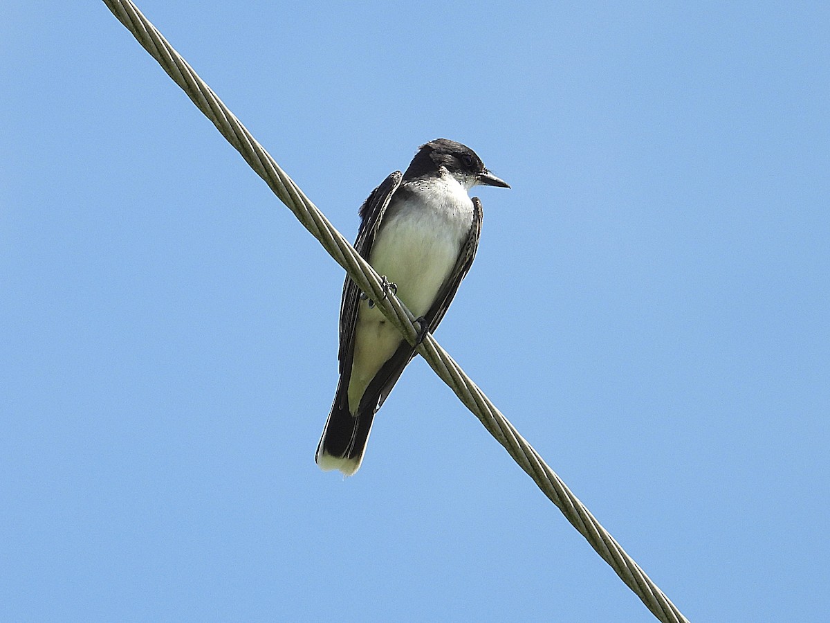 Eastern Kingbird - ML637785066