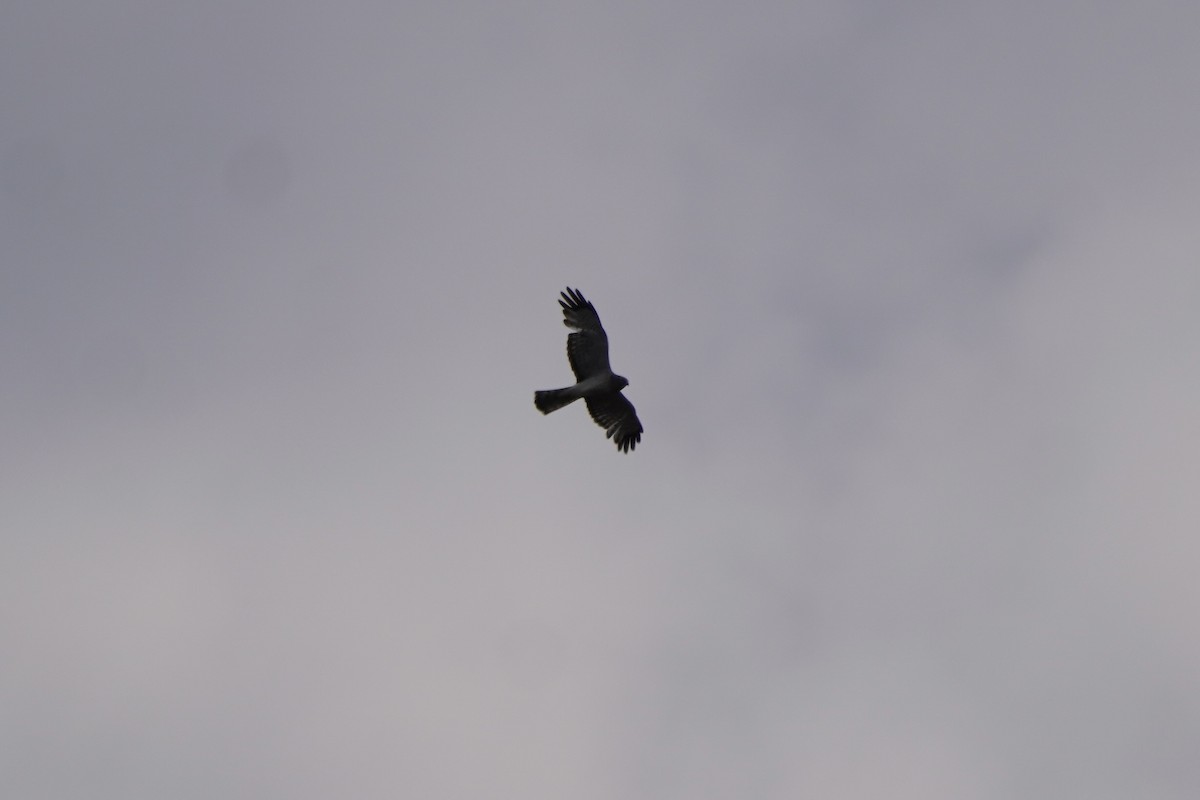Northern Harrier - ML637785068