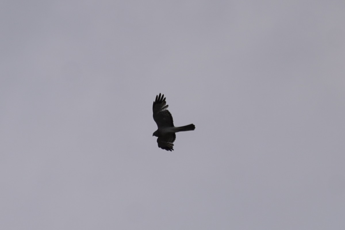Northern Harrier - ML637785069