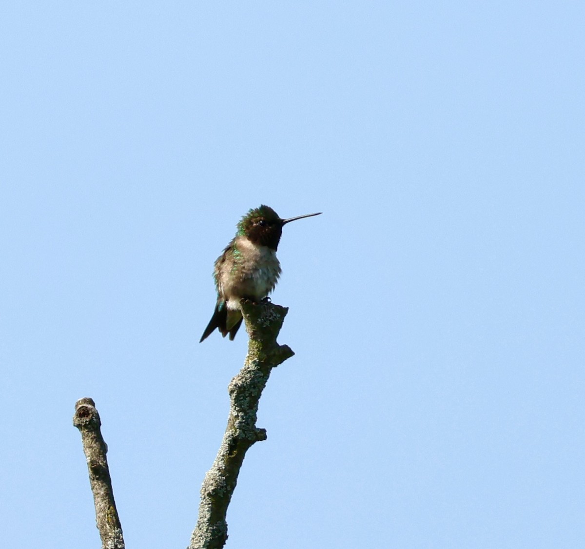 Ruby-throated Hummingbird - ML637785070