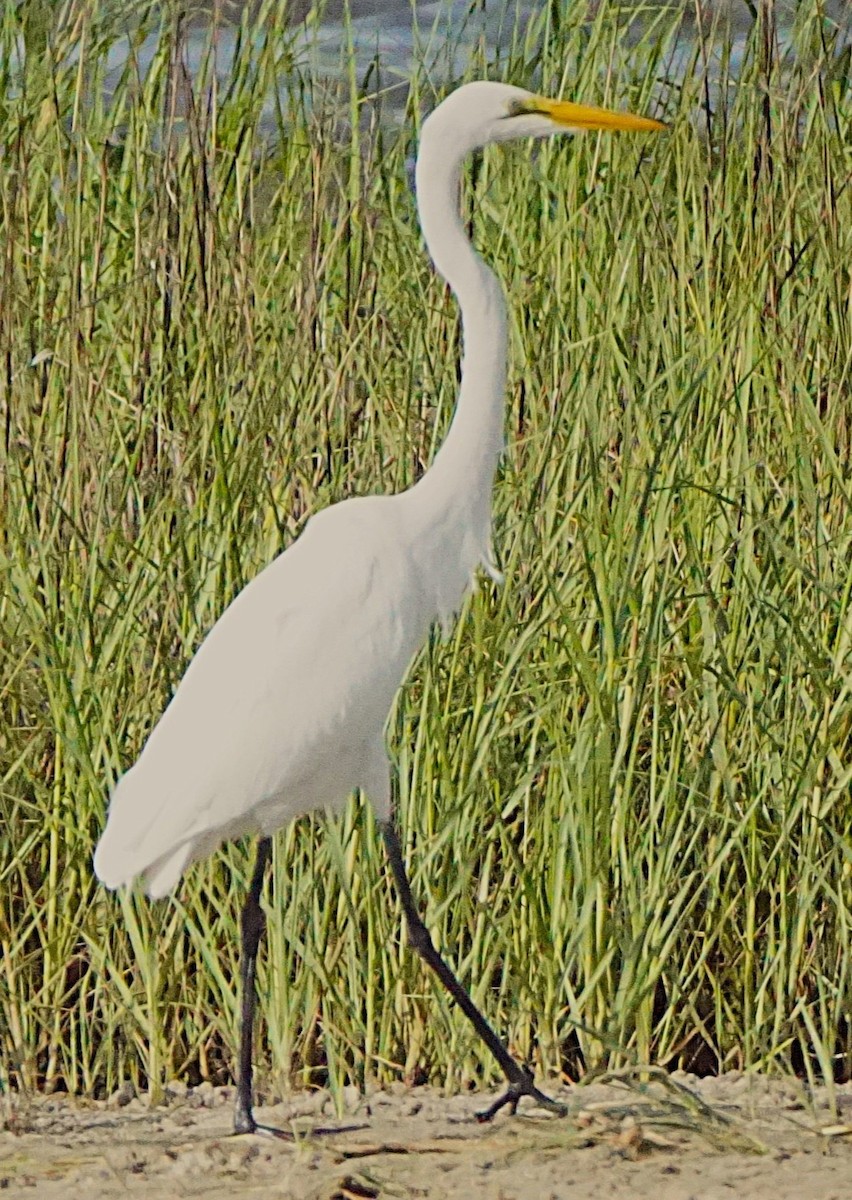 Great Egret - ML637785077