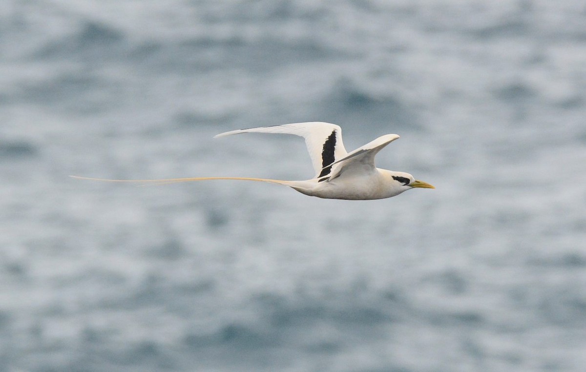White-tailed Tropicbird (Pacific) - ML637785080