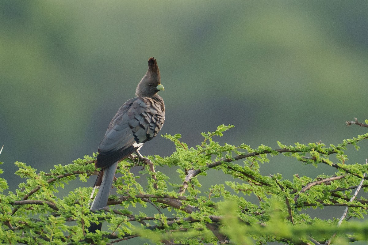White-bellied Go-away-bird - ML637785086