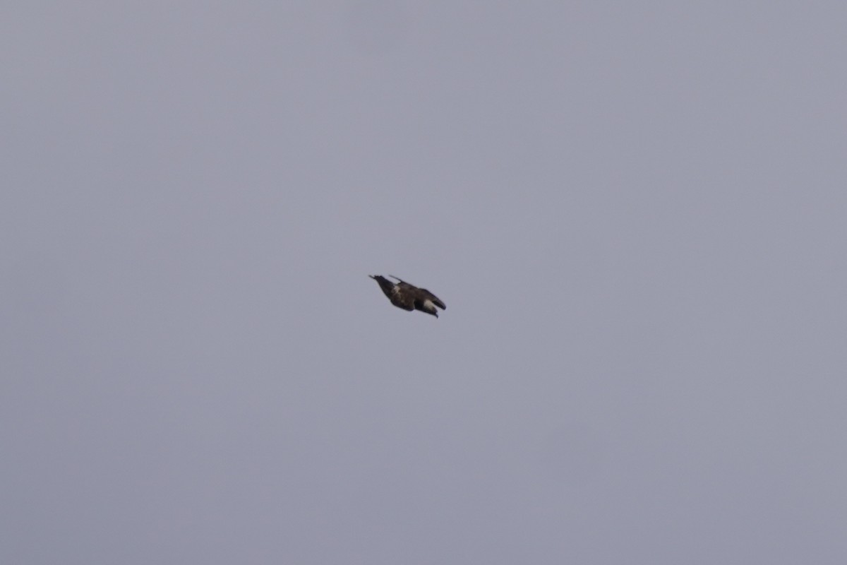 Golden Eagle - ML637785091