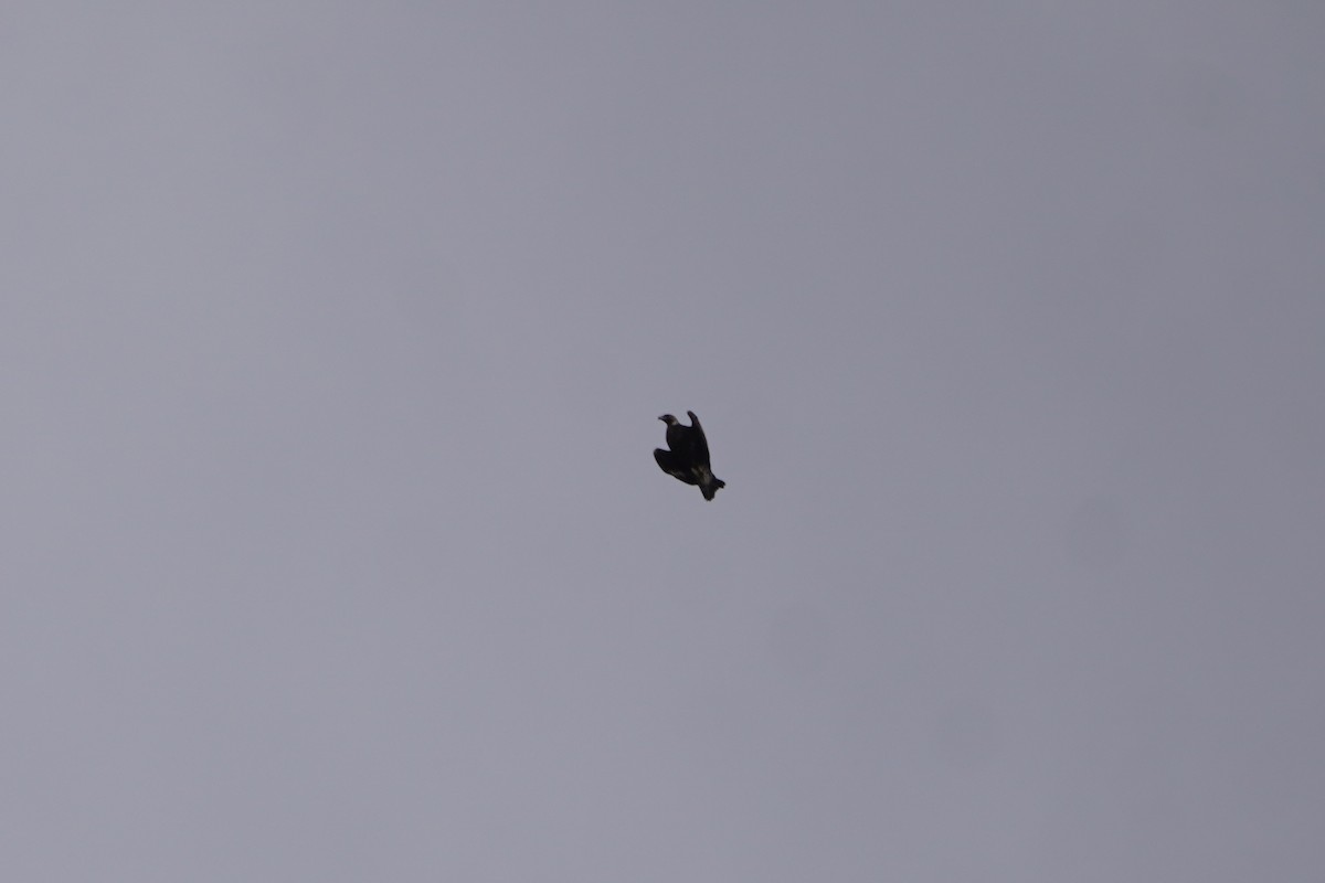 Golden Eagle - ML637785092