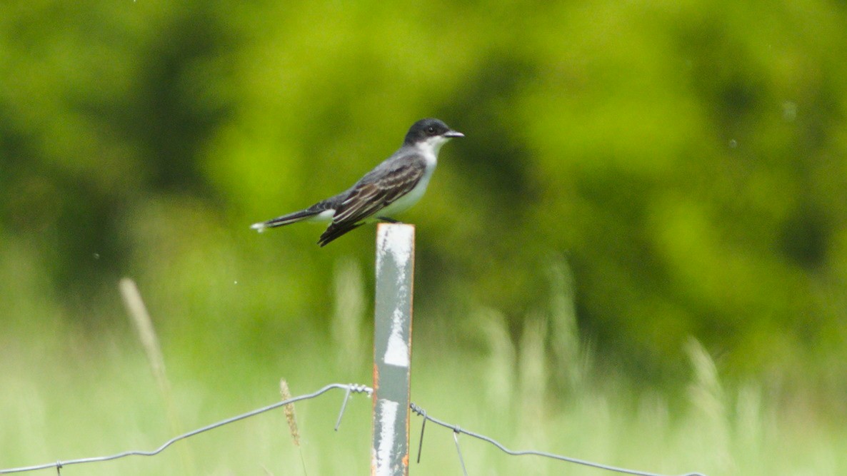 Eastern Kingbird - ML637785098