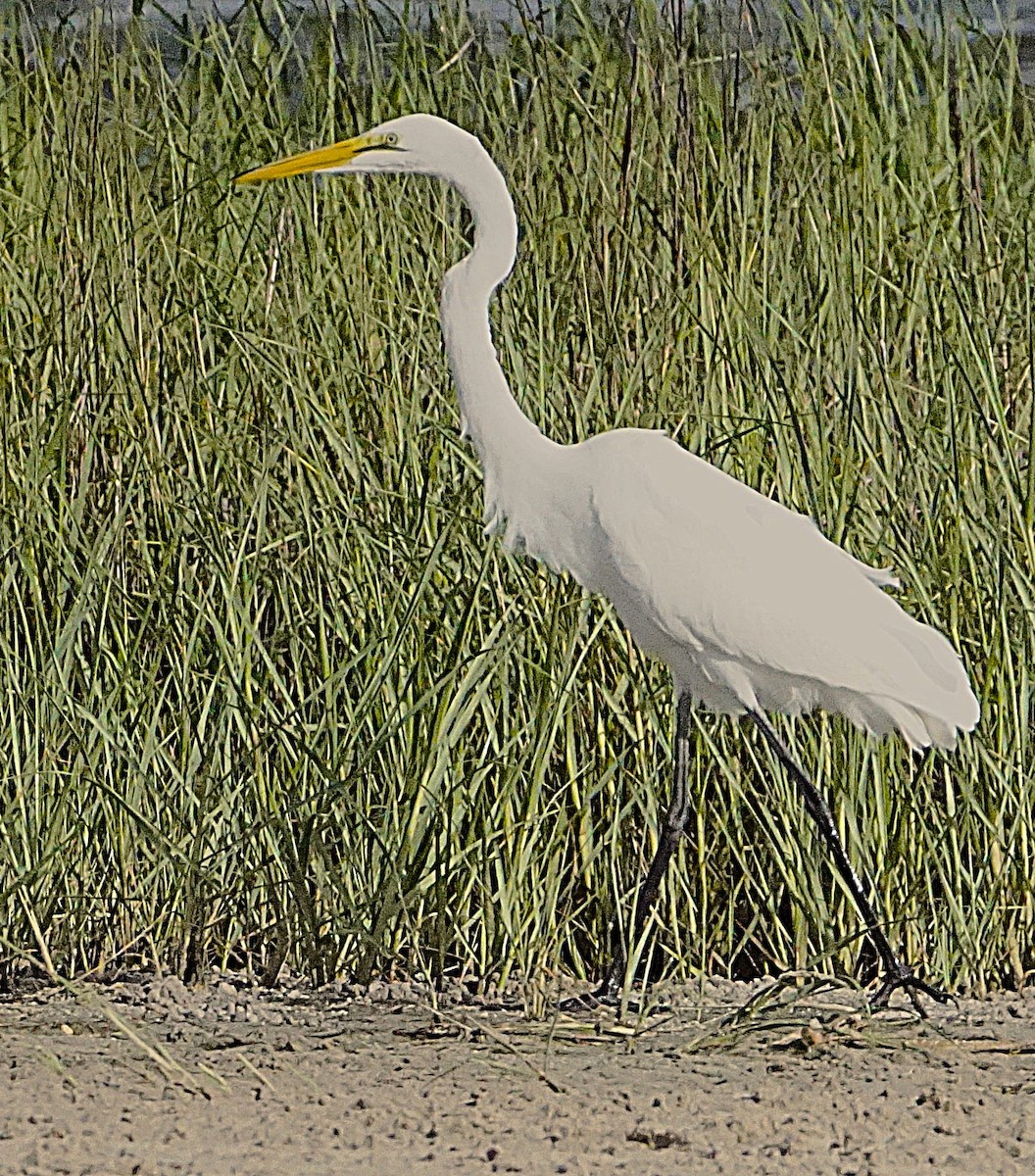 Great Egret - ML637785099