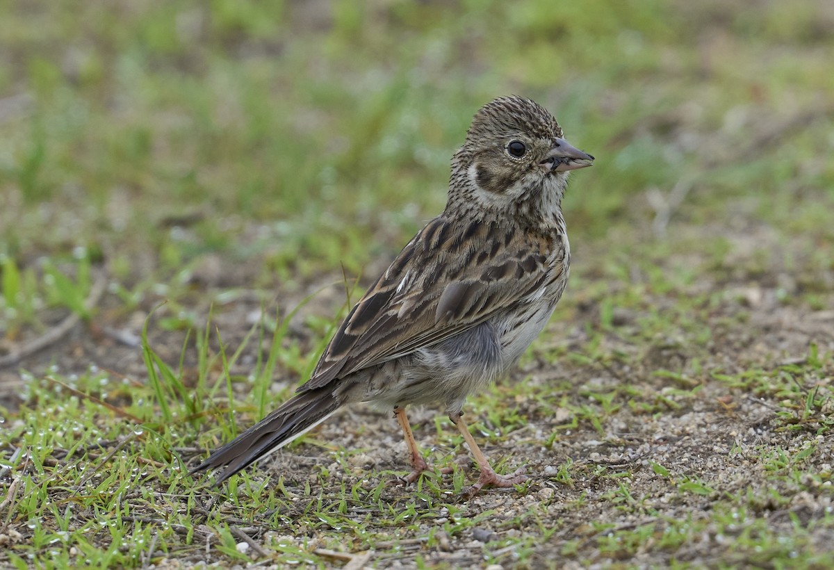 Vesper Sparrow - ML637785104