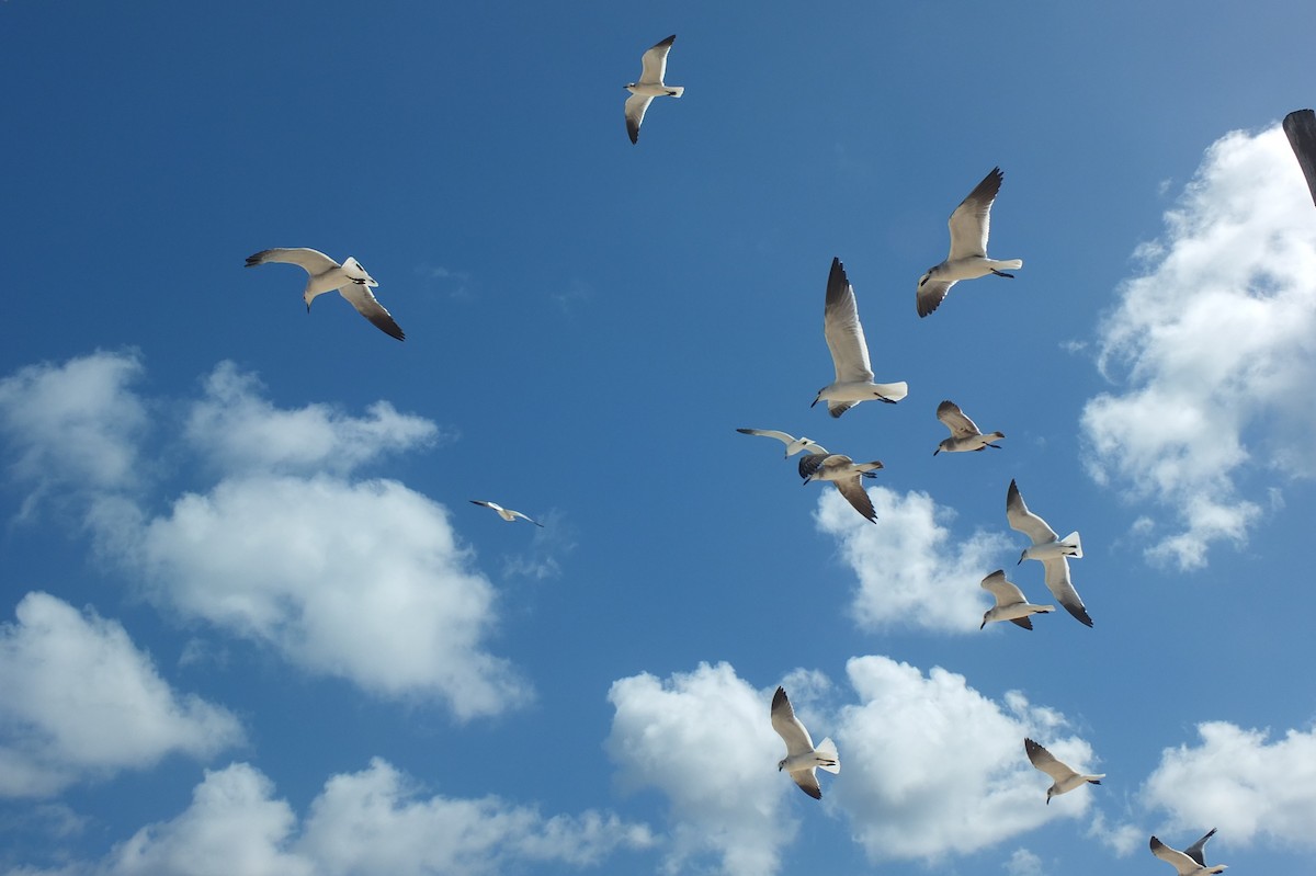 Laughing Gull - ML637785105