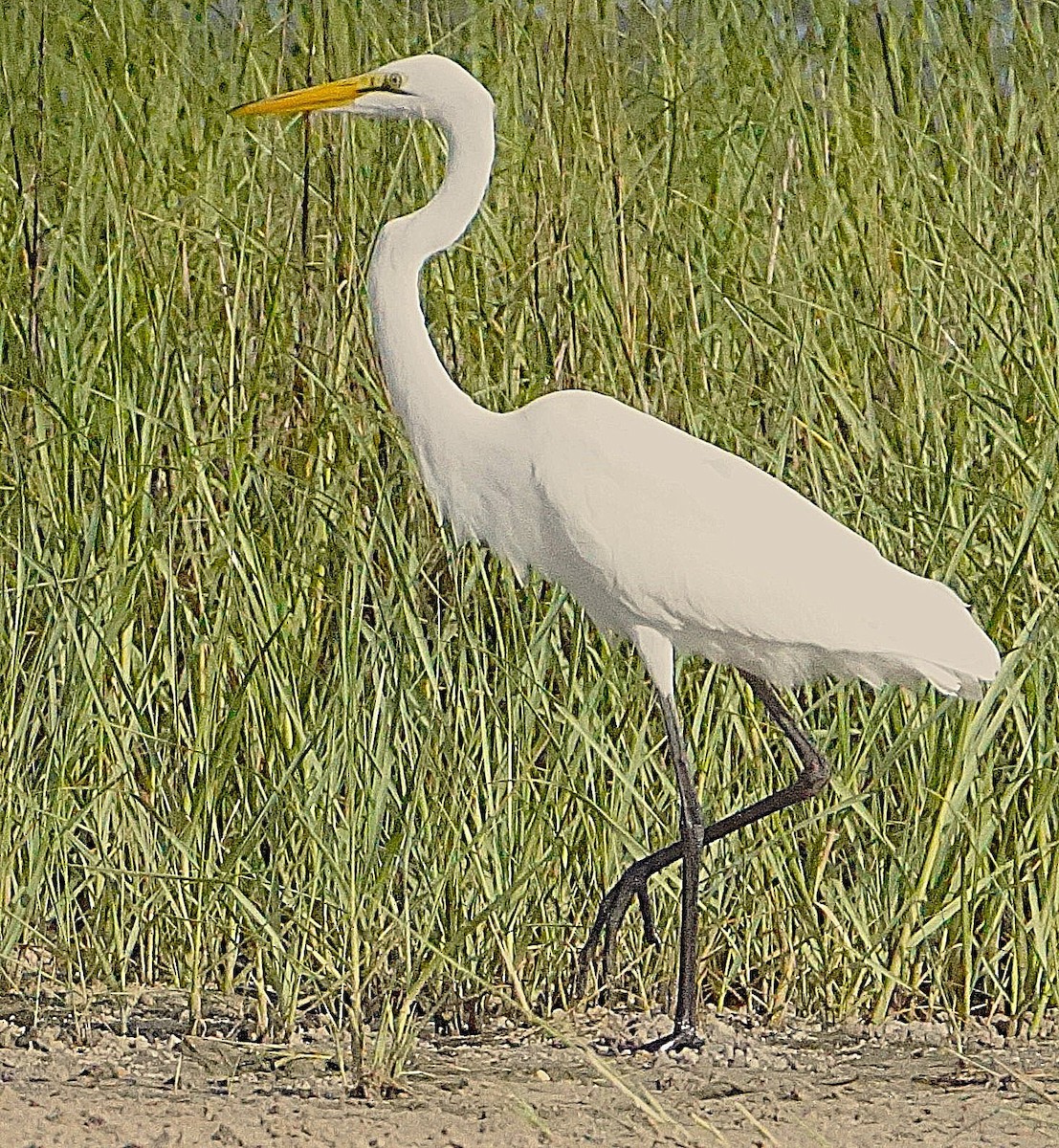 Great Egret - ML637785108
