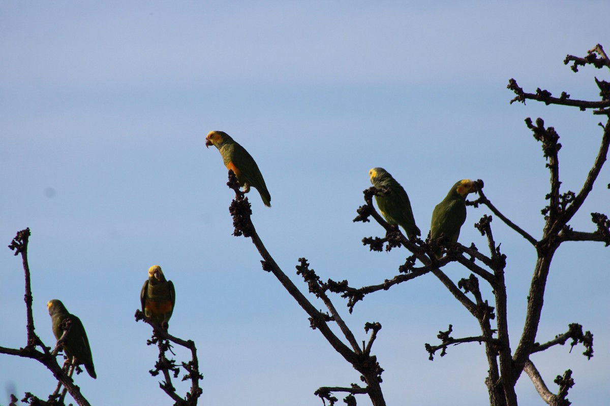 Yellow-faced Parrot - ML637785111