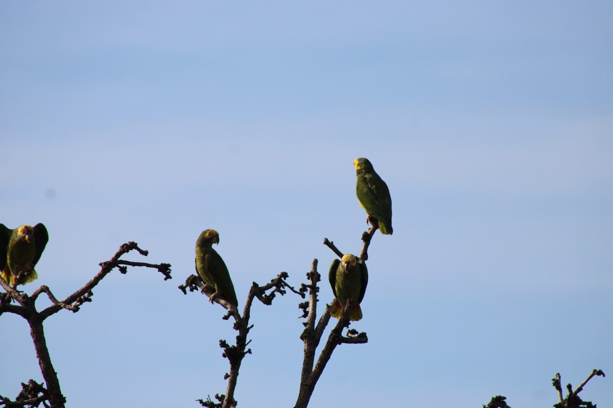 Yellow-faced Parrot - ML637785113