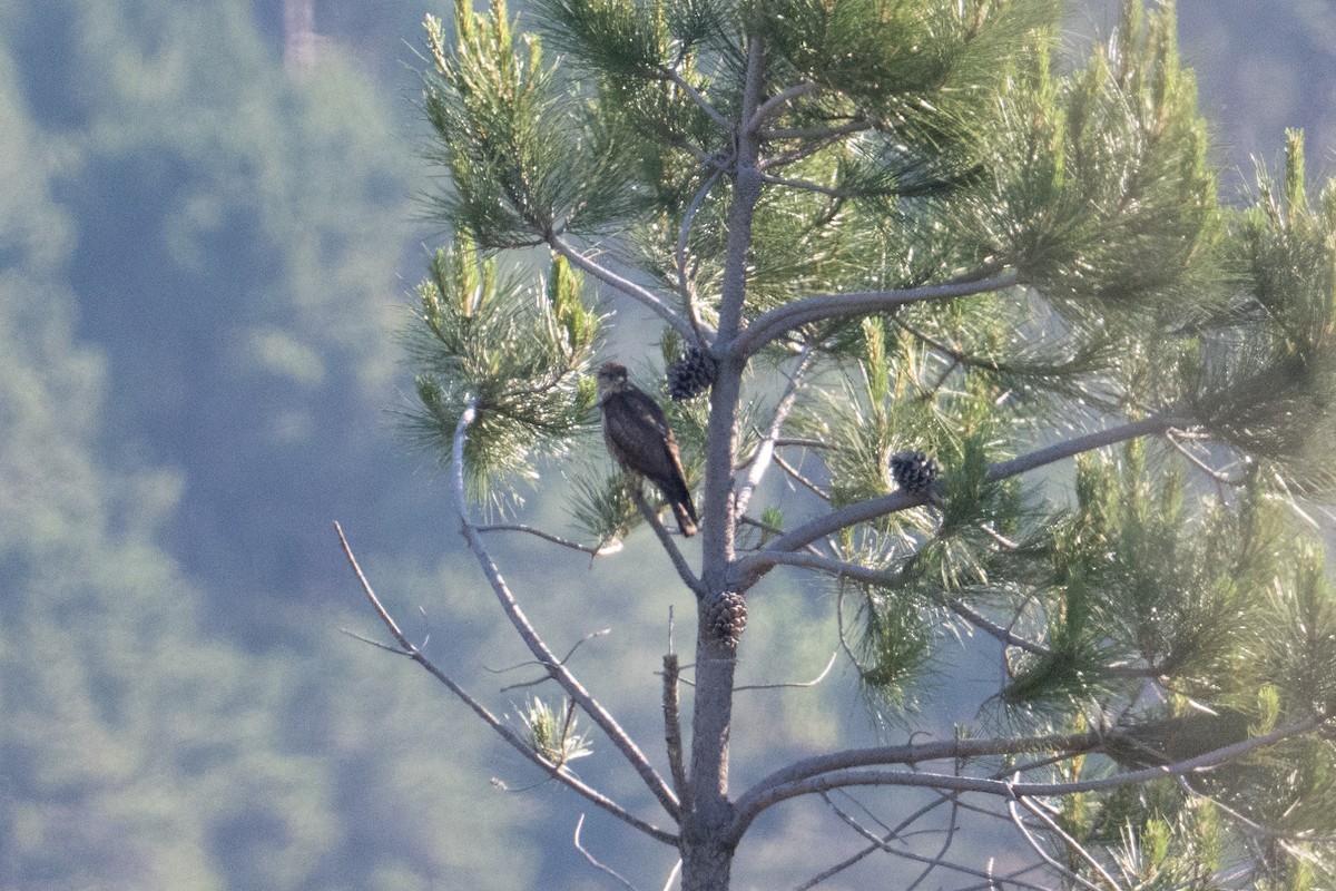 Common Buzzard (Corsican) - ML637785211