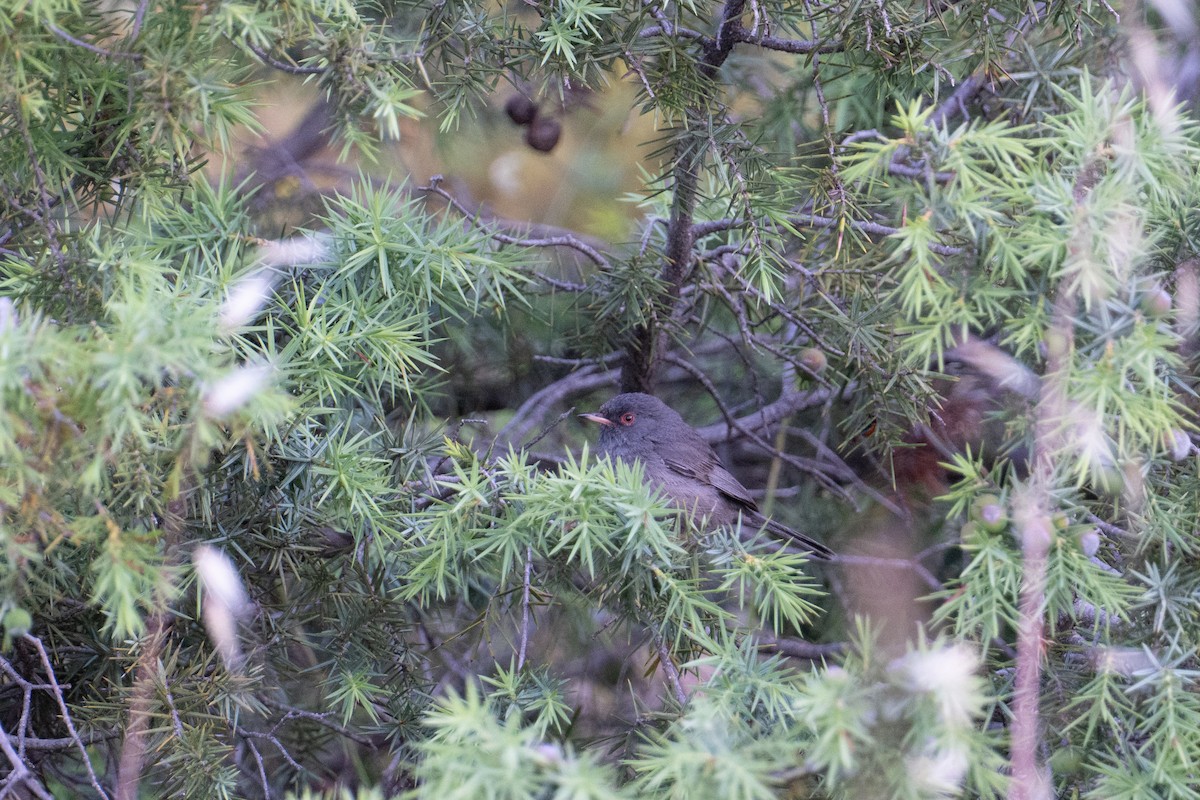 Marmora's Warbler - ML637785259
