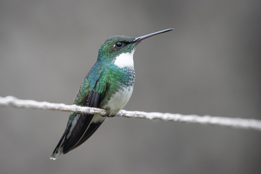 Белогорлый колибри - ML637785266