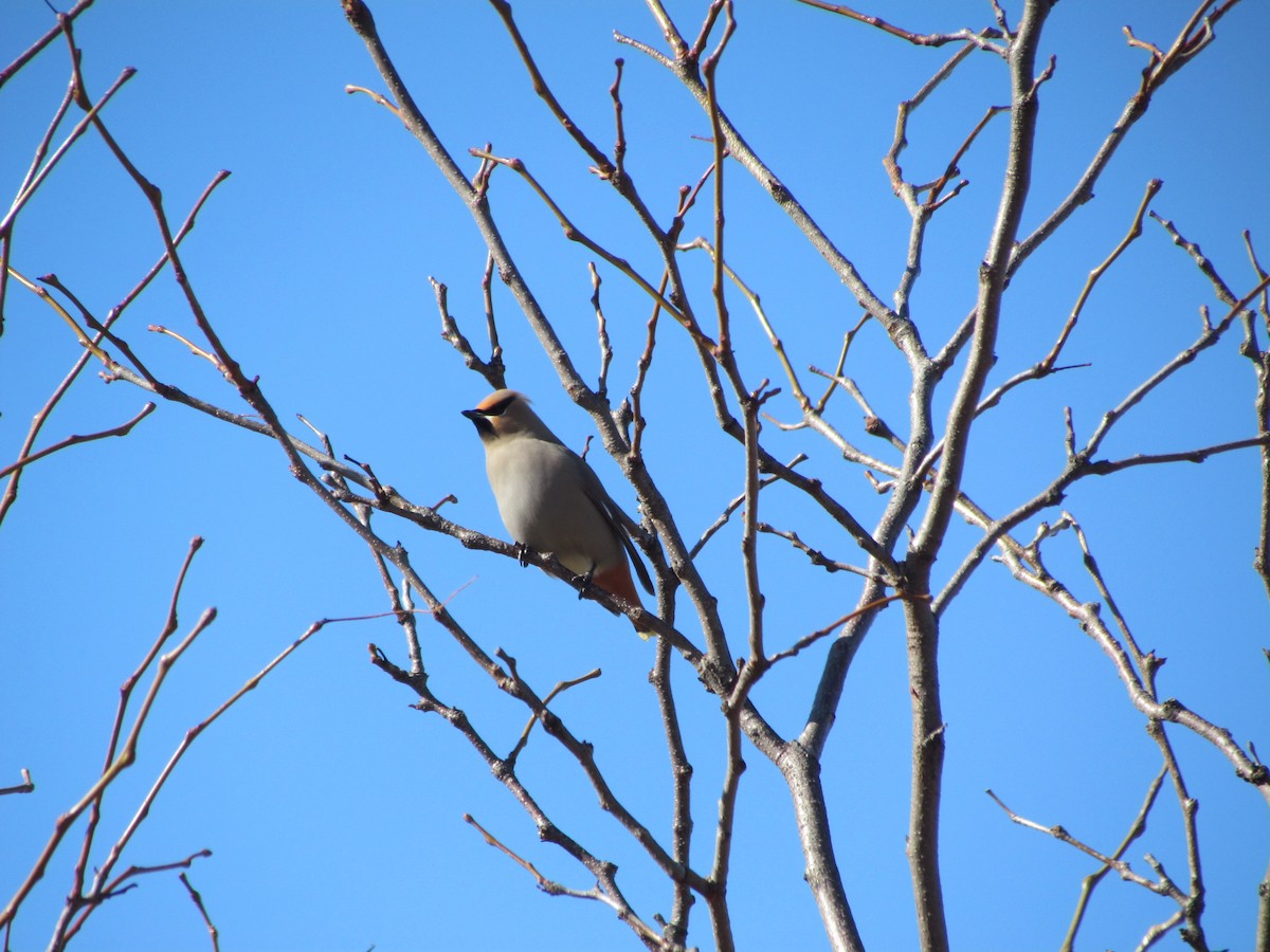 Bohemian Waxwing - ML637785280