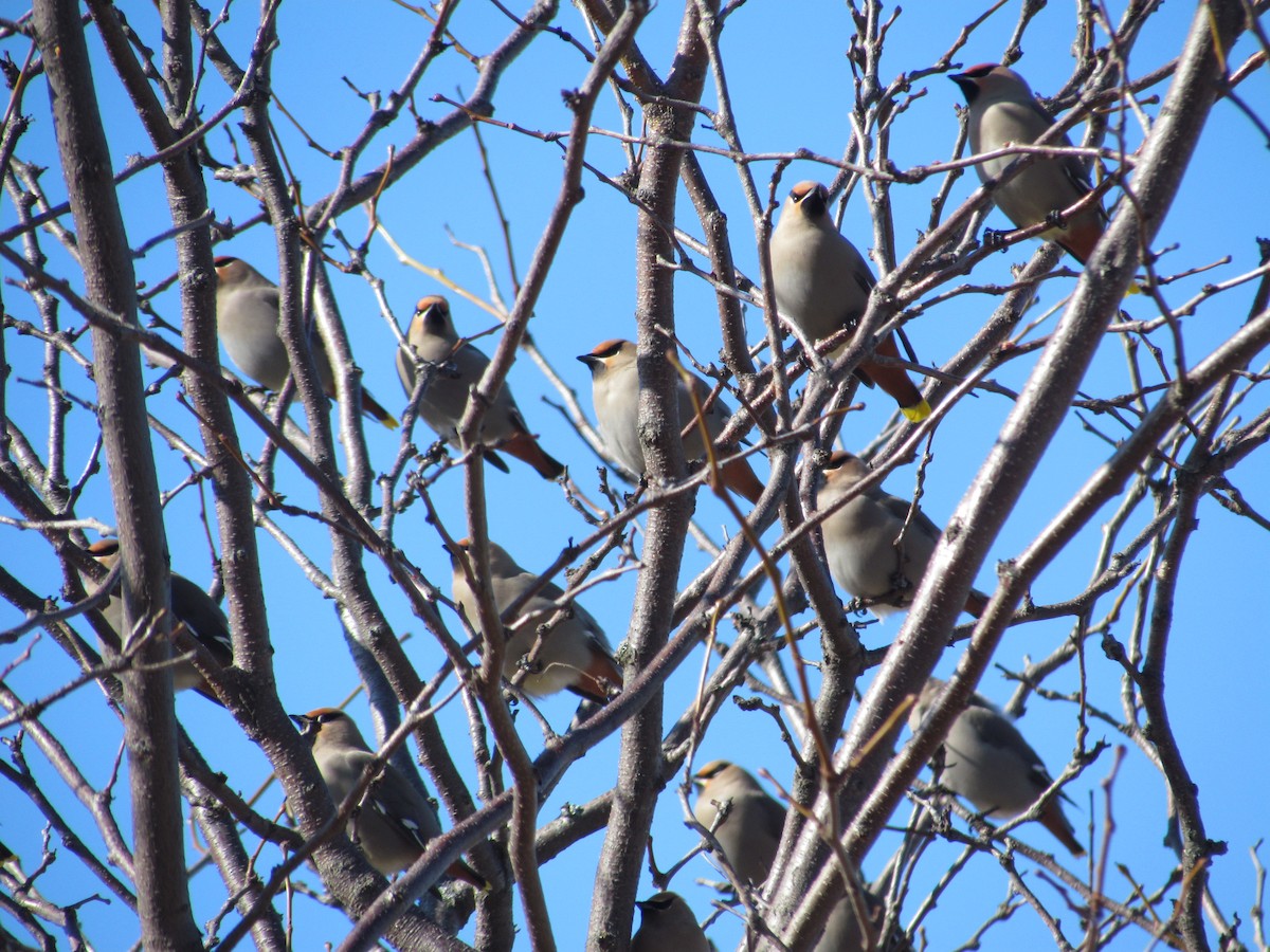 Bohemian Waxwing - ML637785289