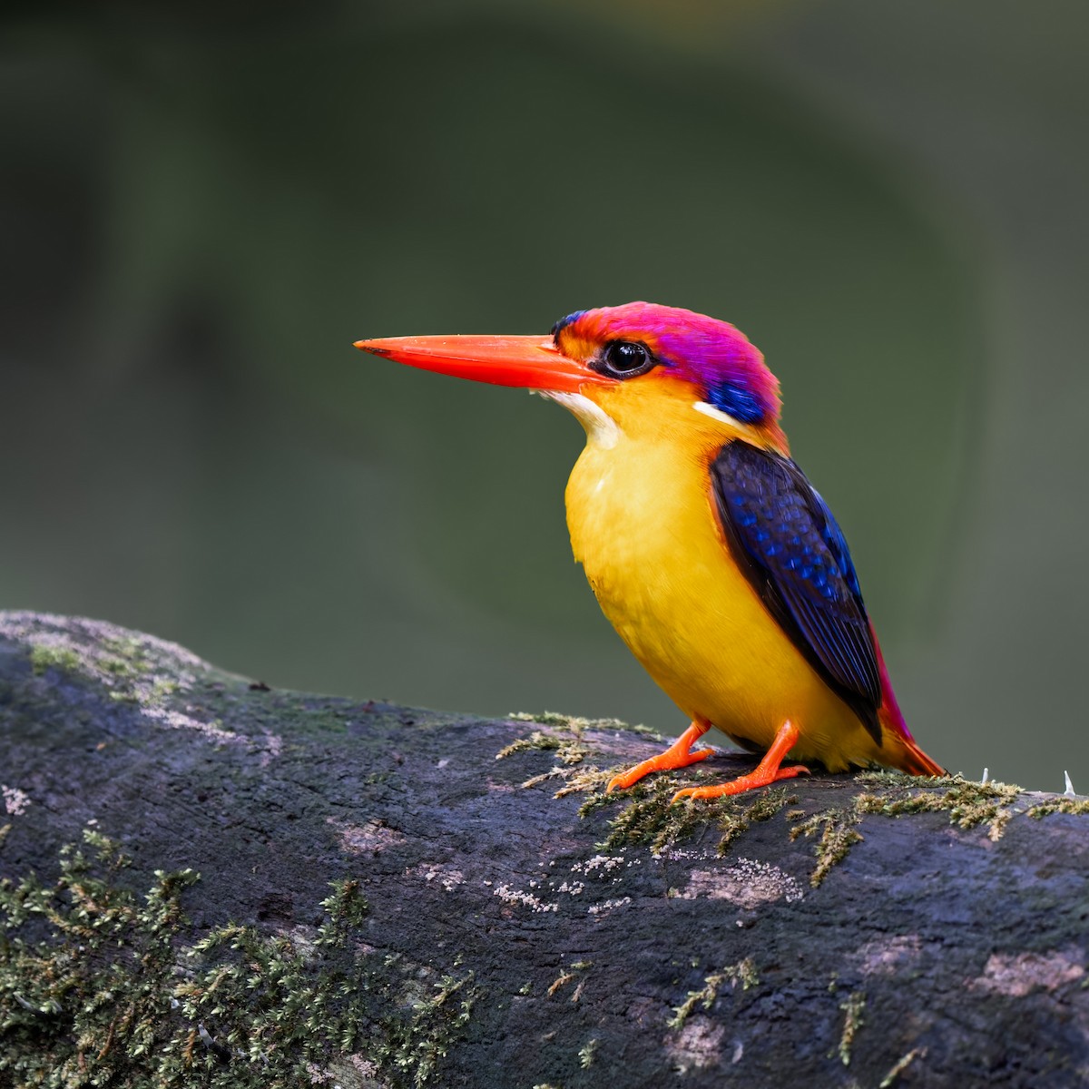 Black-backed Dwarf-Kingfisher - ML637785365
