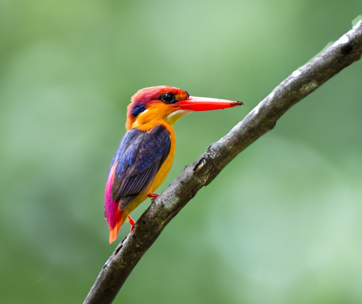 Black-backed Dwarf-Kingfisher - ML637785368