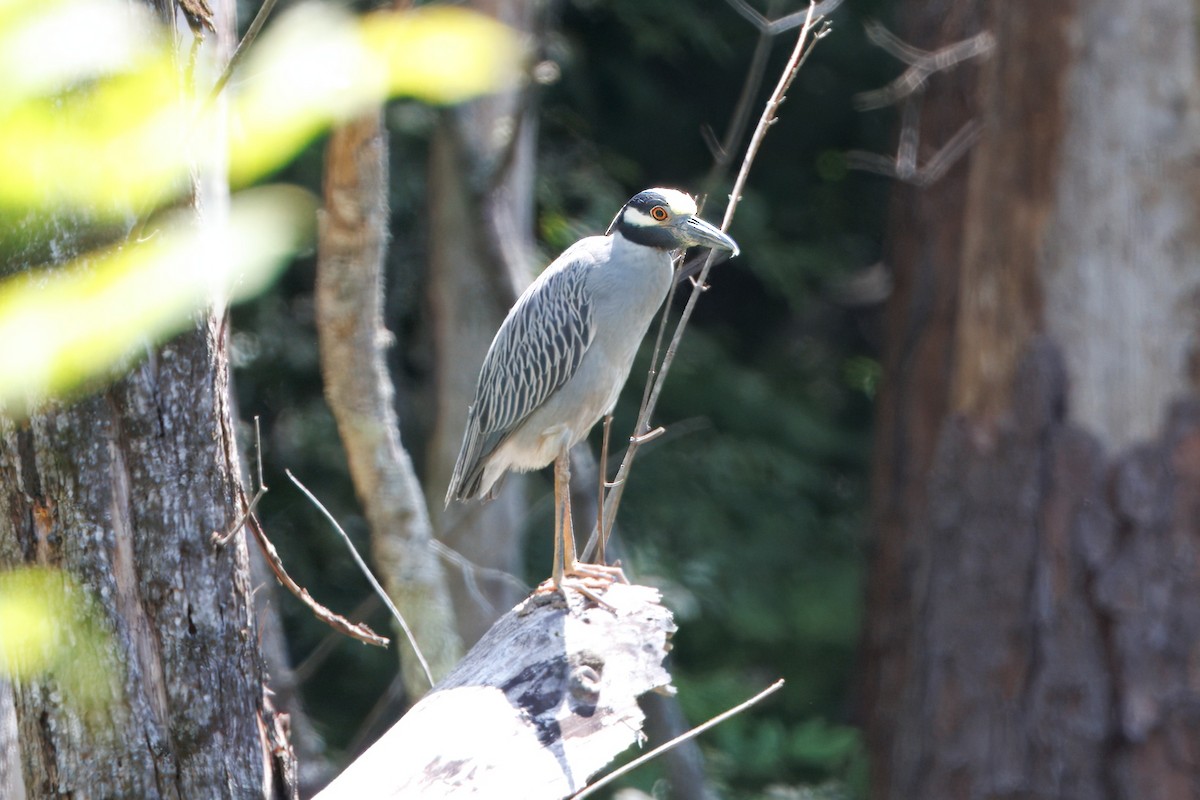 Yellow-crowned Night Heron - ML637785370