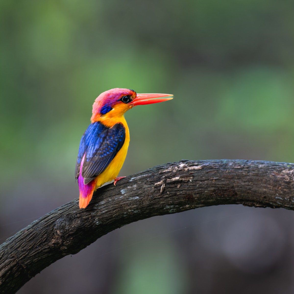 Black-backed Dwarf-Kingfisher - ML637785371
