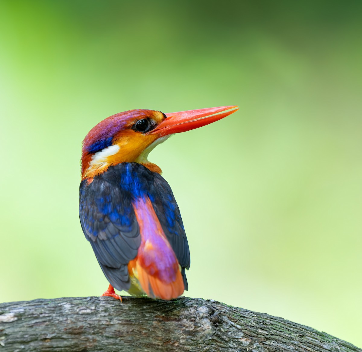 Black-backed Dwarf-Kingfisher - ML637785377