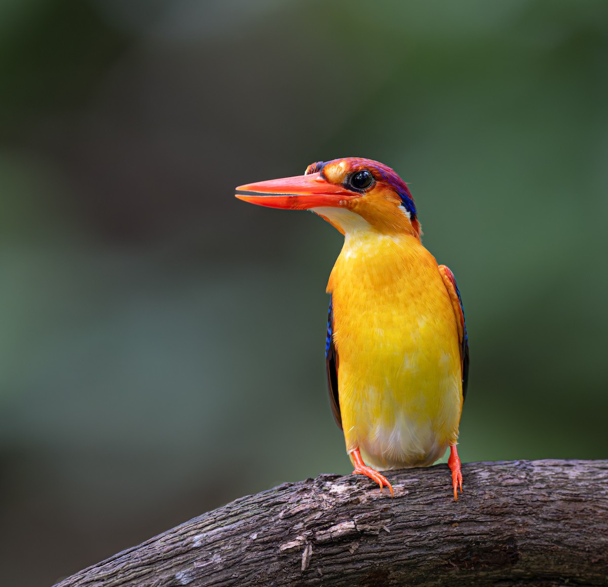 Black-backed Dwarf-Kingfisher - ML637785378