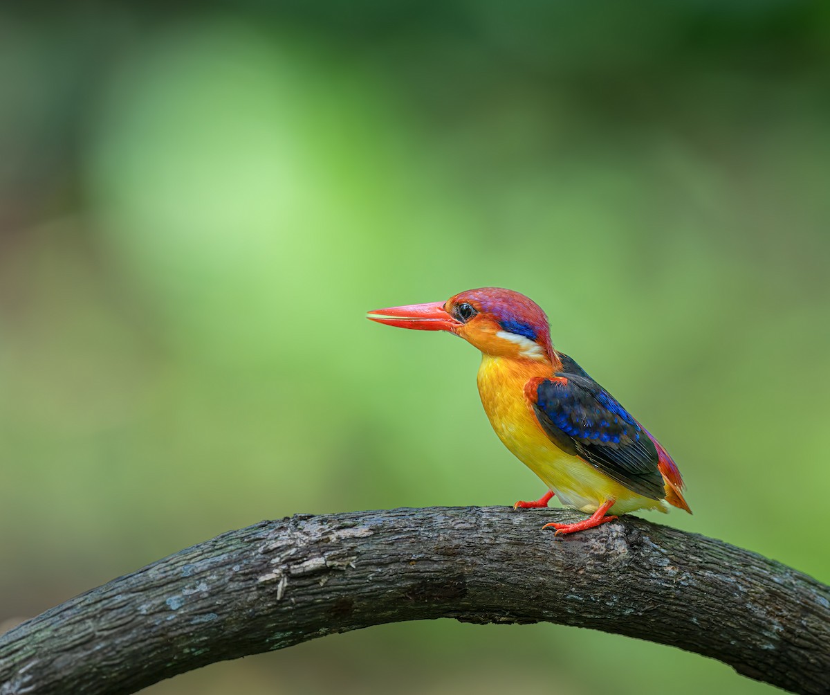 Black-backed Dwarf-Kingfisher - ML637785382