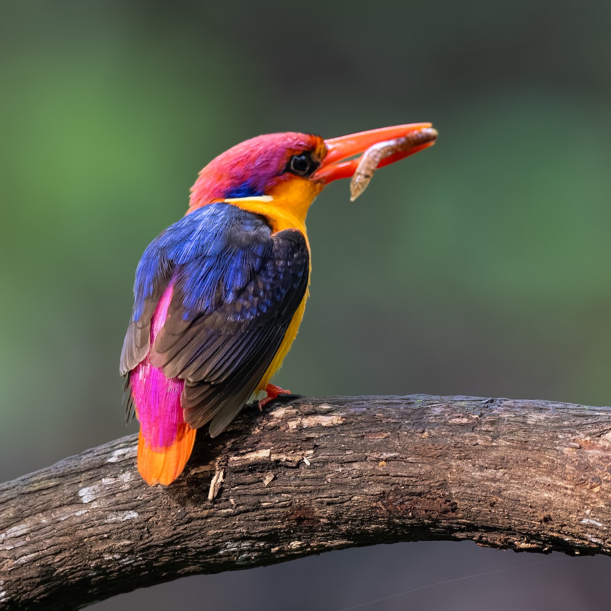 Black-backed Dwarf-Kingfisher - ML637785386
