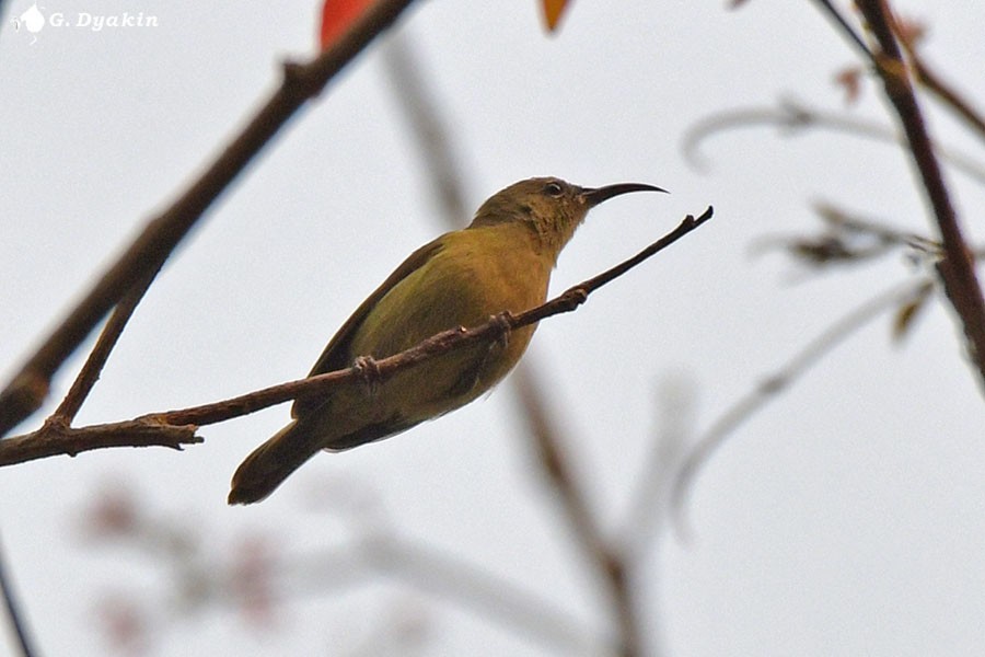 sunbird sp. - ML637785390