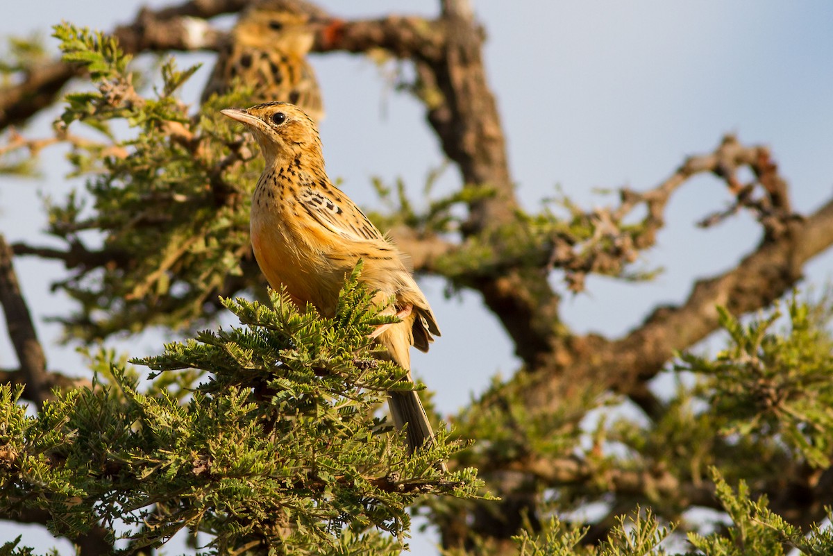 Rosy-throated Longclaw - ML637785437