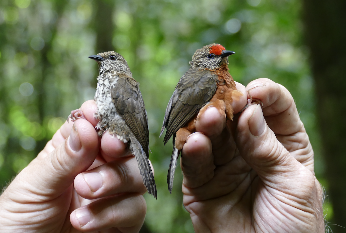 Red-fronted Antpecker - ML637785439