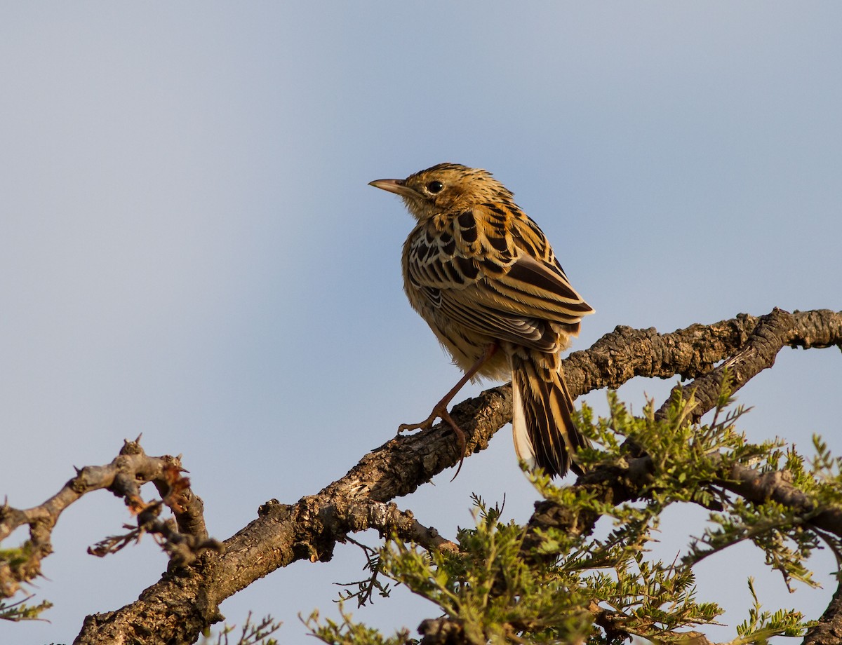 Rosy-throated Longclaw - ML637785441