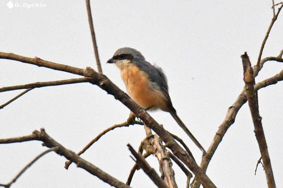 Gray-backed Shrike - ML637785447