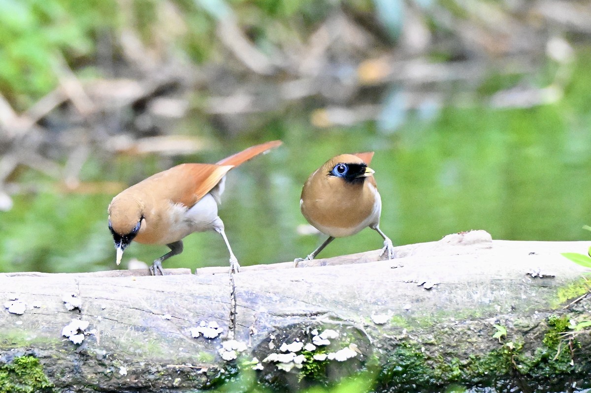 Buffy Laughingthrush - ML637785494