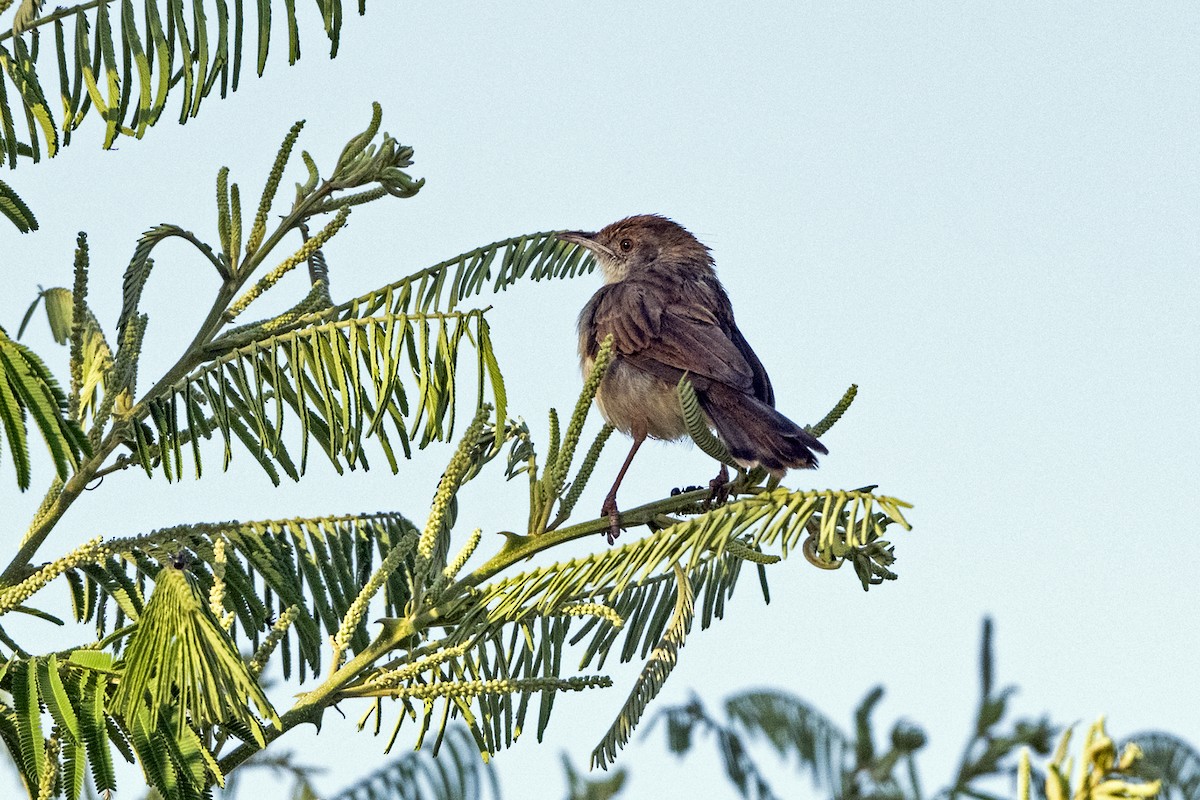 Cistícola Cascabel - ML637785498